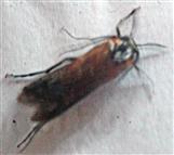 Wespenfächerkäfer(Meteocus paradoxus(L. 1758)) 01