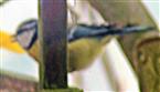 Blaumeise(Cyanistes caeruleus(L. 1758)) am Futterhaus