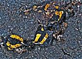 Verkehrsopfer Feuersalamander(Salamandra salamandra ssp. terrestris(L. 1758))