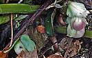 Blütenknospen der Schnee- oder Christrose(Helleborus niger(L.))