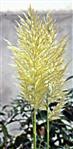 Rispen eines Amerikanischen Pampasgrases(Cortaderia selloana(Schult. & Schultf.) Asch. & Graebn.)
