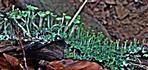 Trompeten(-Becher)flechte(Cladonia fimbriata(L.)Fr.)