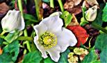 Blüte der Christ- oder Schneerose(Helleborus niger(L.))