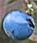 Steinfrucht eines Schlehdorns(Prunus spinosa(L.))