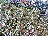 Europäische Stechpalme(Ilex aquifolium(L.)) fruchtend