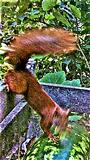 Eurasisches bzw. Europäisches Eichhörnchen(Sciurus vulgaris(L. 1758)) bislang noch ein seltener Gast