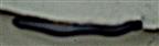 Schwarzer Schnurfüßer(Tachypodoiulus niger(Leach 1814)) an einer Hauswand