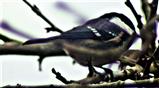Tannenmeise(Periparus ater(L. 1758)) auf einem Ast seitlich ruhend
