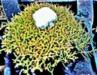 Igel-Cladonie(Cladonia uncialis(L.) Weber EX.  F.H. Wigg)