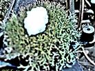 Igel-Cladonie(Cladonia uncialis(L.) Weber EX.  F.H. Wigg) 01
