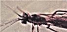 Brackwespe(Braconidae)