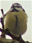 Blaumeise(Cyanistes caeruleus(L. 1758)) im Geäst einer Hauspflaume(Prunus domestica(L.))