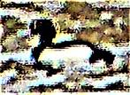 Männliche Reiherente(Aythya fuligula(L. 1758)) auf dem Lohmühlenweiher