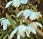 Schneeglöckchen(gefüllt)(Galanthus nivalis 