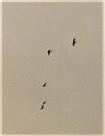 Stockenten(Anas platyrhynchos(L. 1758)) im Flug