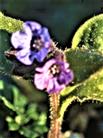 Blüten des Geflecktes Lungenkraut(Pulmonaria officinalis(L.))