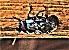 Kopulation des Himmelblauen Blattkäfers(Chrysolina coerulans(Scriba 1791)) an einem Holzbalken