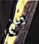 Schwarze Wegameise(Lasius niger(L. 1758)) unterwegs