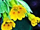 Blüten der Echten Schlüsselblume(Primula veris(L.))