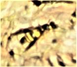 Faltenwespe(Ancistrocerus gazella(Panzer 1798)) sich wärmend