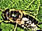 Gewöhnliche Keilfleckschwebfliege(Eristalis pertinax(Scopoli 1753))