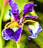 Blüte der Verschiedenfarbigen Schwertlilie(Iris versicolor(L.))