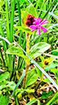 Blüte der Roten Lichtnelke(Silene dioica(L.)Clairv.)