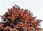Obere Kronenhälfte einer Rotbuche(Fagus sylvatica f. purpurea(Aiton))