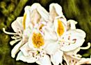 Weißblühender Rhododendron(