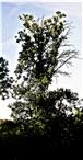 Trauben-Eiche(Quercus petraea(Mattuschka)Liebl.) nordöstlich des Mühlchens in Simmersbach