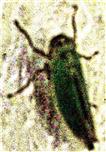 Binsenschmuck- bzw. Grüne Zwergzikade(Cicadella viridis(L. 1758))