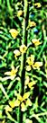 Blüten des Gewöhnlichen Odermennigs(Agrimonia eupatoria(L.))