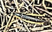 Nachtigall-Grashüpfer(Chorthippus biguttulus(L. 1758))(weiblich)