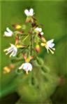 Blüten des Mittleren Hexenkrautes(Circea x intermedia(Ehrh.))