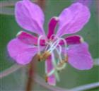 Blüte des Schalblättrigen Weidenröschens(Epilobium angustifolium(L.)Holub.)