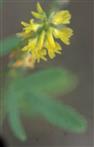 Blüten des Gelben Steinklees(Melilotus officinalis(L.)Pall.)