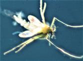 Gemeine Stechmücke(Culex pipiens(L. 1758)) beim Schlupf auf einer Wasseroberfläche
