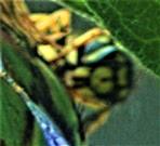 Gemeine Wespe(Vespula vulgaris(L. 1758)) auf der Suche nach Blattläusen(Aphidoidea)
