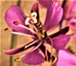 Gemeine Langbauchschwebfliege(Sphaerophoria scripta(L. 1758)) an einer Blüte des Schmalblättrigen Weidenröschens(Epilobium angustifolium(L.))