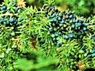 Zweig eines Gemeinen Wacholders mit einigen Zapfen(Juniperus vulgaris(L.))