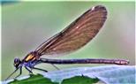 Weibliche Blauflügel-Prachtlibelle(Calopteryx virgo(L. 1758))