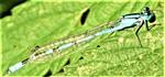 Hufeisen-Azurjungfer(Coenagrion puella(L. 1758))(männlich)