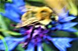 Ackerhummel(Bombus pascuorum(Scopoli 1763)) auf einer Blüte einer Kornblume(Cyanus segetum(Hill.))