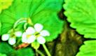 Blüten einer Wald-Erdbeere(Fragaria vesca(L.))
