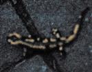 Gebänderter Feuersalamander(Salamandra salamandra ssp. terrestis(L. 1758)) in der Nacht unterwegs