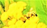 Westliche Honigbiene(Apis mellifera(L. 1758)) auf Rainfarn(Tanacetum vulgare(L.))