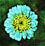 Blüte eines Mutterkrautes(Tanacetum parthenium(L.))