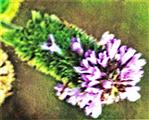 Blüten einer Pfefferminze(Mentha x piperita(L.))
