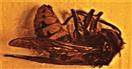 Arbeiterin einer Hornisse(Vespa crabro(L. 1758)) ertrunken