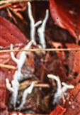 Geweihförmige Holzkeule(Xylaria hypoxylon(L.)Grev.)
